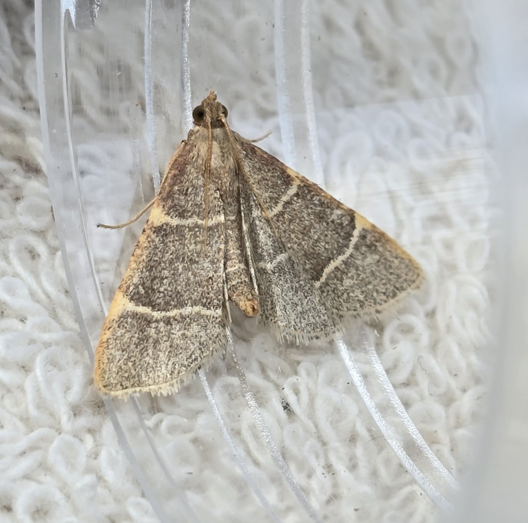 Photo of Double-striped Tabby (Hypsopygia glaucinalis)